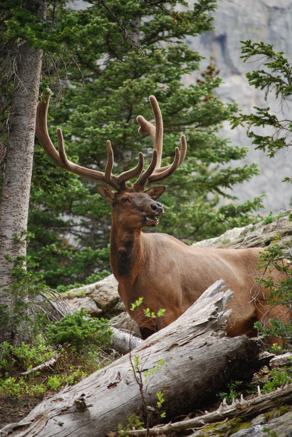 Bull Elk