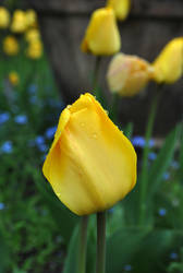 Golden tulip