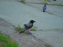 ill crow and a pigeon