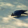 curious jackdaw