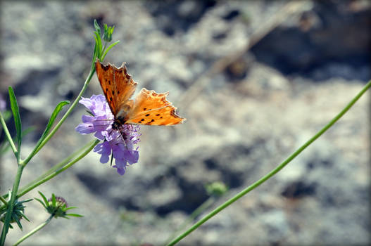 butterfly season, again