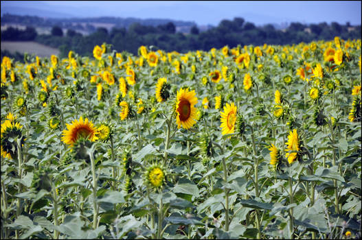 sunflowers in the summer