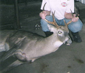 8 Point Buck