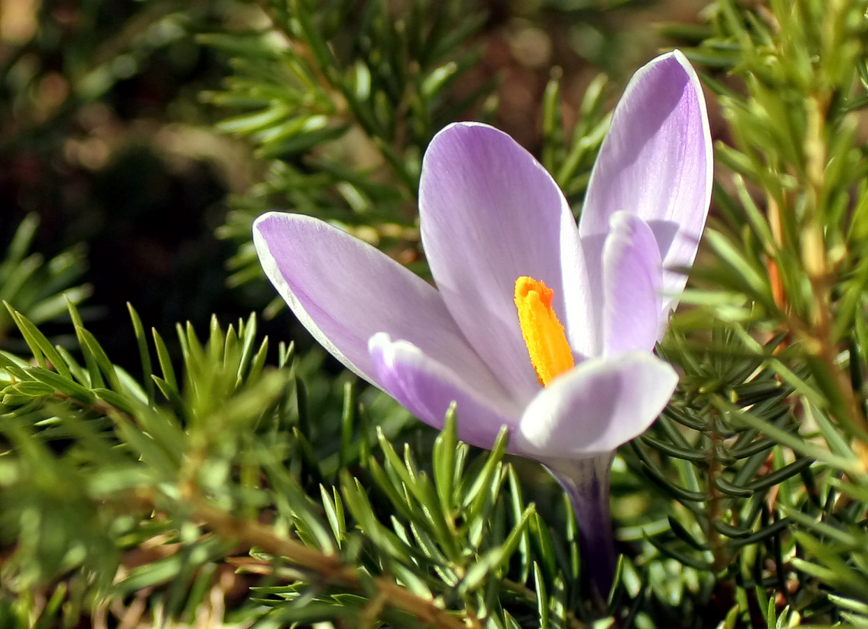 First Flower of Spring 2005