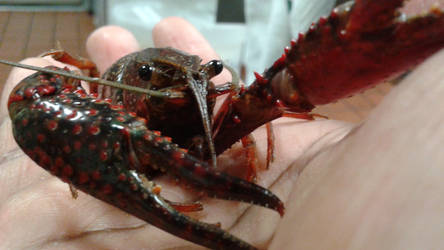 Crayfish