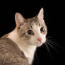 Cat meow meow