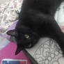 My cat