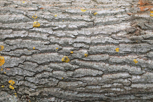 Tree Bark Texture #1