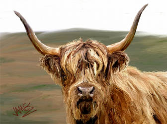 Highland Coo