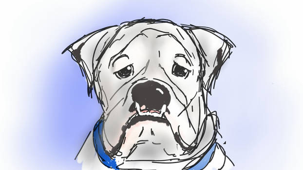 bulldog sketch