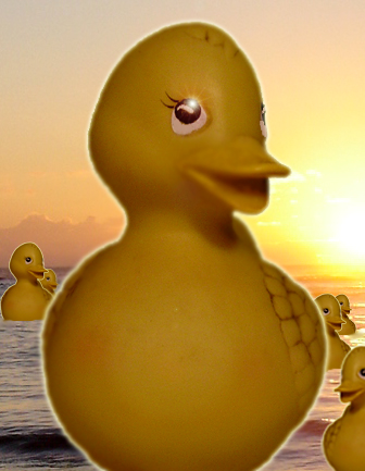 Duck sea