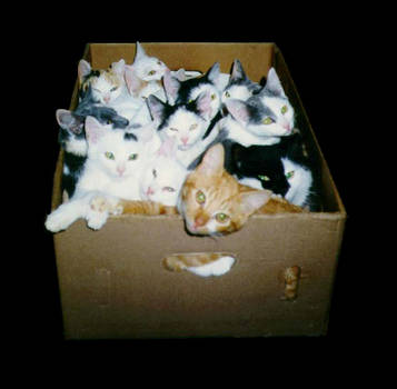 How many cats fit in a box