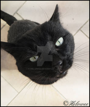 Black cat's snout