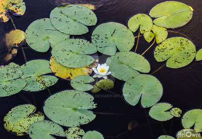 Shy waterlily