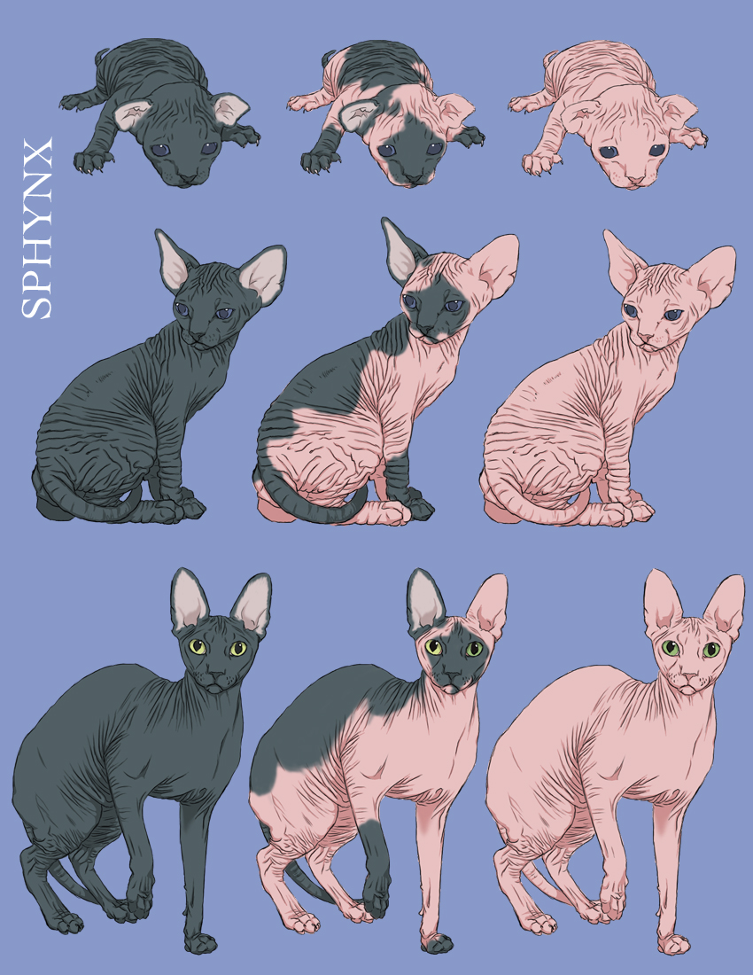 SQuiby- Sphynx Cat