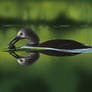 Female Black Breasted Loon