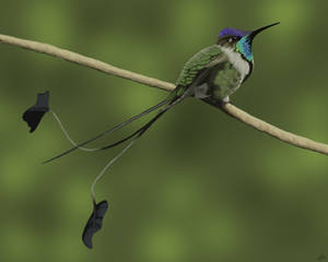 Marvelous Spatuletail