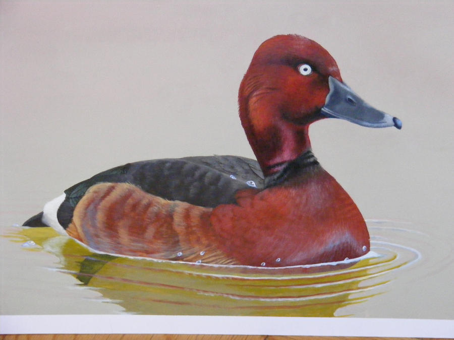 Close up of Ferruginous Duck Painting