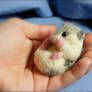 SOLD Needle Felted Dwarf Hamster Life Size