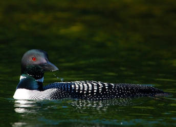 not so 'common loon'