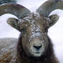 Snow Ram
