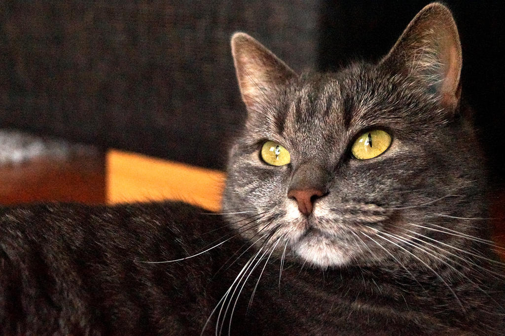 A cat with golden eyes