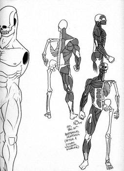 Anatomical Sketches