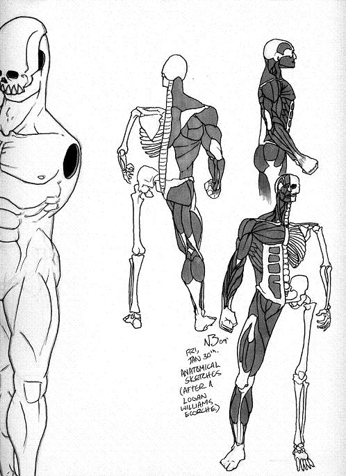 Anatomical Sketches