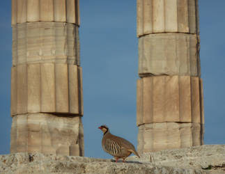 When I was a young bird...