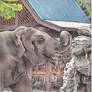 Water For Elephant