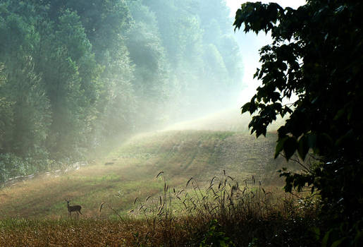 Deer in foggy field