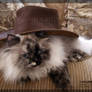 Cowgirl Kitty 2