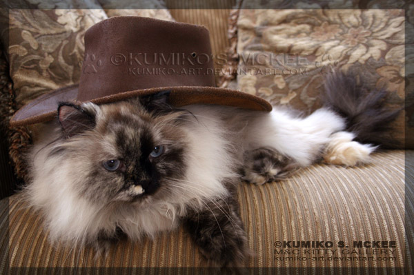 Cowgirl Kitty 2