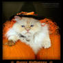 Happy Halloween Cat - MOMO 2