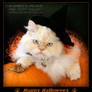 Happy Halloween Cat - MOMO