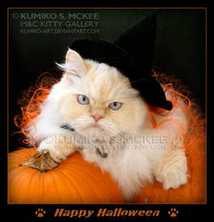 Happy Halloween Cat - MOMO