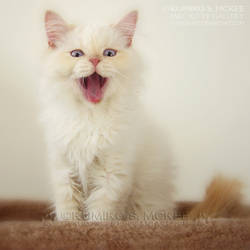 Flame Point Himalayan Cat 1