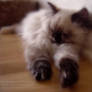 Tortie Point Himalayan Cat 2