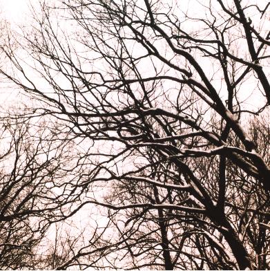 Skeleton Trees by the way by dani-kitty