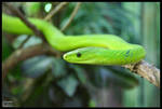 Green Mamba in front by Crank0