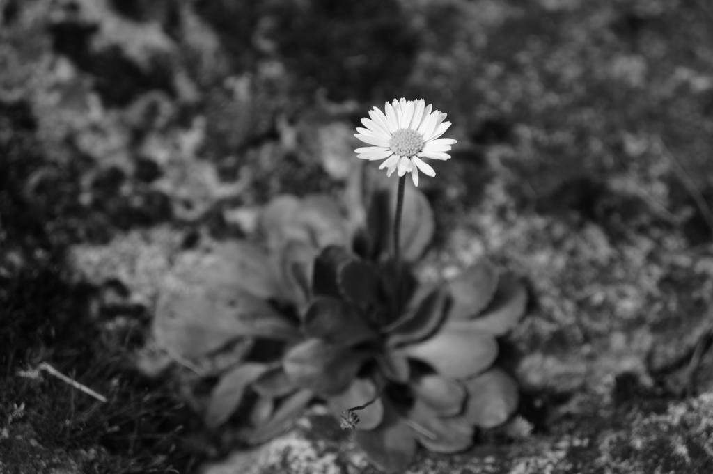 simple flower beauty