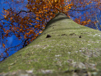 The 'Ent' of autumn