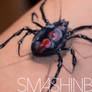 3D Spider Black Widow Face Paint Tutorial