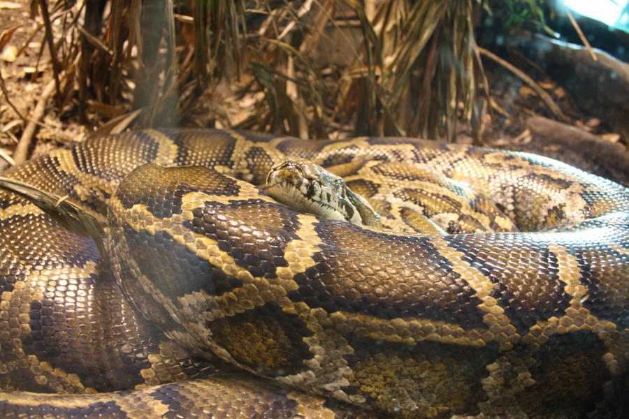 Burmese Python by TheDreamingRoyal on DeviantArt