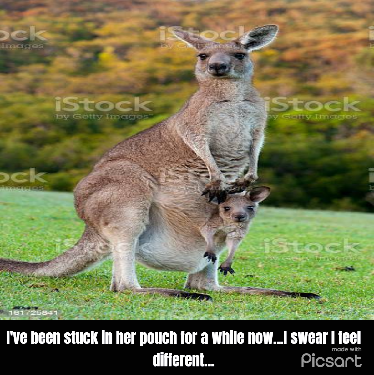 Kangaroo Pt 2 by unbirthwriter on DeviantArt