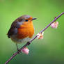 Robin x