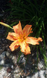 Tiger Lily