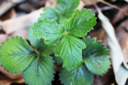 Strawberry bush