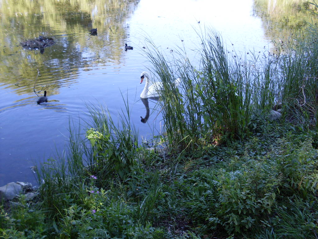 Swan from a park