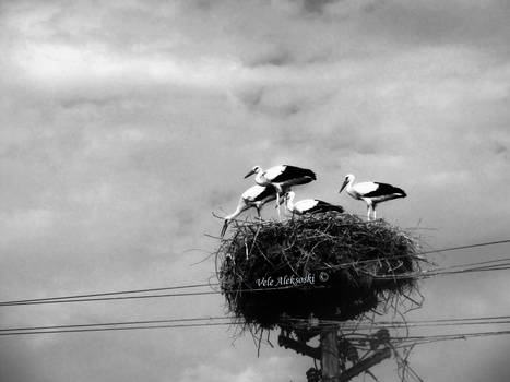 Storks